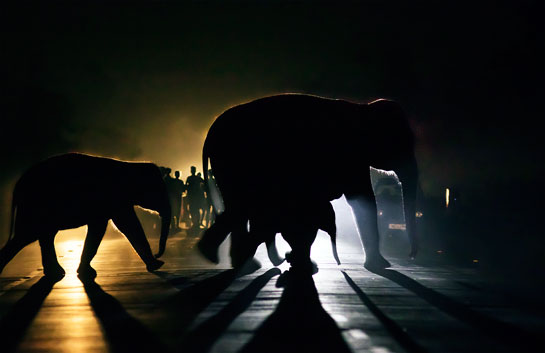 A herd of elephants cross a busy highway in Naxalbari, West Bengal.