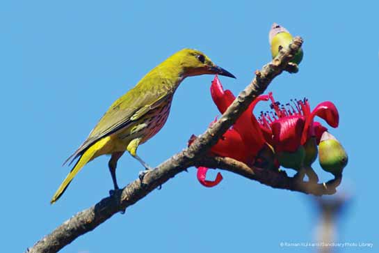 Indian Golden Oriole