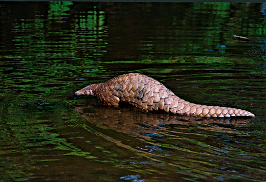 Indian pangolin