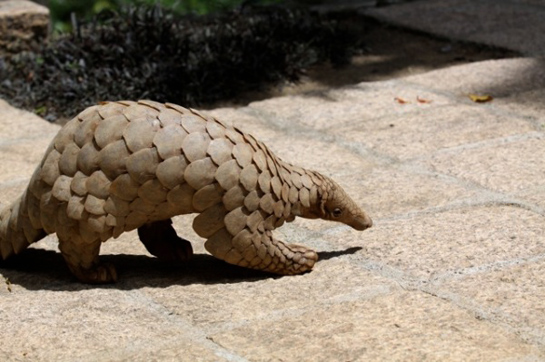 Pangolins are the world's most trafficked mammal
