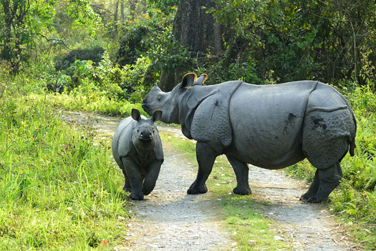 A baby rhino ane her mother in the Mothanguri range of the Manas National Park in Assam. Between 1990 and 1993, the Bodo insurgency escalated causing Manas to be redefined as a 'World Heritage Site in Danger'.