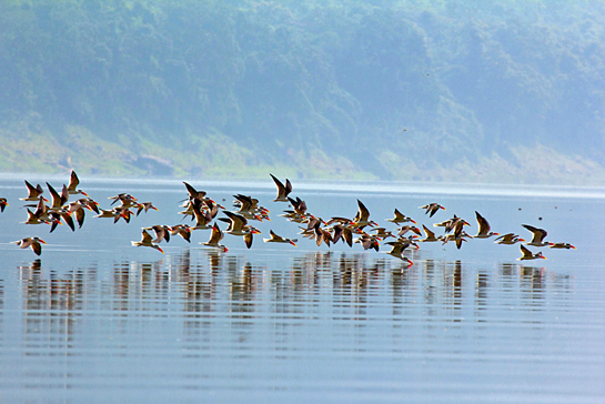 A flock of Indian Skimmers fly low over the water, opportunistically snapping up aquatic prey when they can, using their long lower mandibles in their signature &acirc;scooping' style.