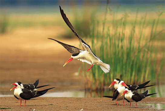 Indian Skimmers animatedly engaged in aerial chases and ground approaches as a part of their pre-mating rituals.