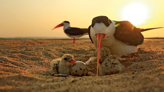 Under the golden rays of the morning sun, a female skimmer watches over her newly-hatched chicks as the male keeps vigil in the distance.