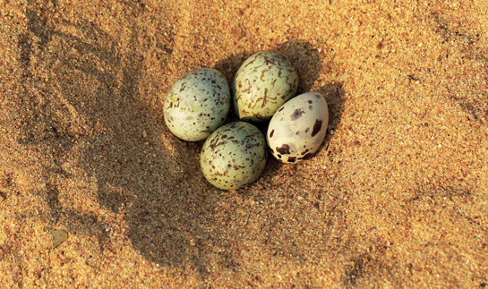 One unusual nest carried three tern eggs and a single skimmer egg.