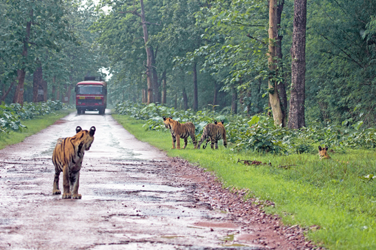 If not elsewhere, the tigers of Tadoba have unquestioned right of way inside the reserve. In the monsoon of 2012, the state bus service that runs from Chandrapur to Chimur, clean through the Moharli range, was delayed for half an hour because the resident tiger family refused to give way. The mother and her curious cubs inspected the vehicle at leisure while the busload of passengers sat in awestruck silence.