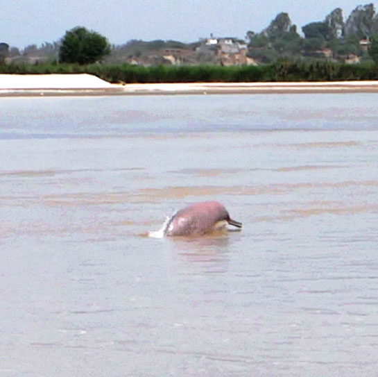 An Indus river dolphin surfaces from the Beas river.