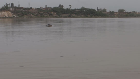 Very limited data is available on the Indus river dolphin, which is endemic to India and Pakistan.