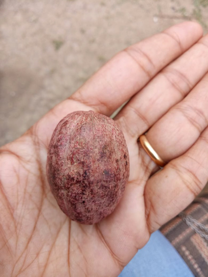Ingua Ingua