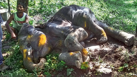 All too often, elephants such as this juvenile end up as casualties.