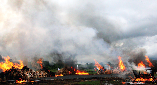The 105 tonnes of ivory burnt by Kenya on April 30, 2016, was the largest quantity ever destroyed anywhere in the world.