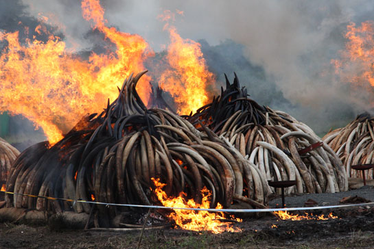 The 105 tonnes of ivory burnt by Kenya on April 30, 2016, was the largest quantity ever destroyed anywhere in the world. The 105 tonnes of ivory burnt by Kenya on April 30, 2016, was the largest quantity ever destroyed anywhere in the world.