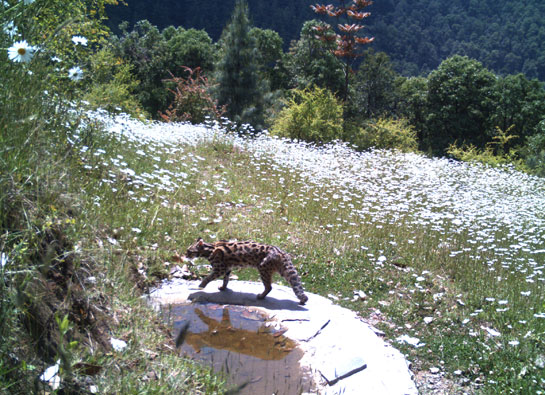 Jabarkhet Nature Reserve in Mussoorie, Uttarakhand