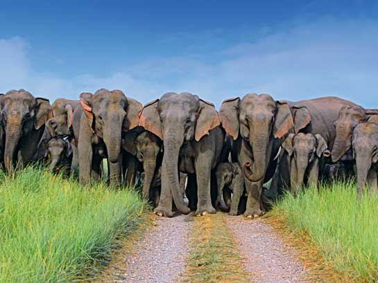 Elephant protecting young Corbett Uttarakhand
