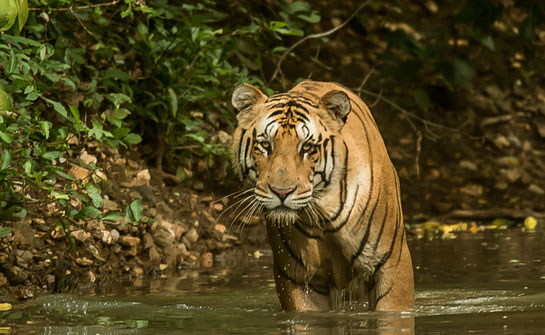 Jai disappeared from the Umred-Karhandla Sanctuary in April 2016.