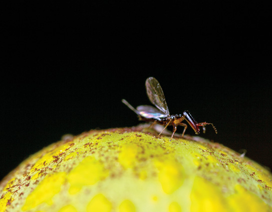 The fig wasp is one of the most underrated keystone species despite its crucial ecological service of pollinating fig flowers. It is the only known pollinator of figs in the natural world. The mutualism between fig wasps and fig trees is one of the best examples of symbiosis.