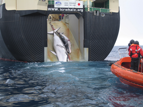 An adult and sub-adult Minke whale dragged aboard a Japanese whaling vessel. The wound on the calf's side was reportedly caused by an explosive-packed harpoon.
