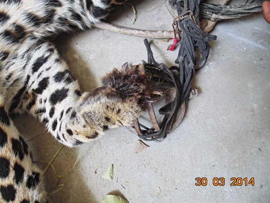 In 2014, a female leopard which had wandered off into a village bordering Meerut and was rescued, had a forepaw caught in a trap.
