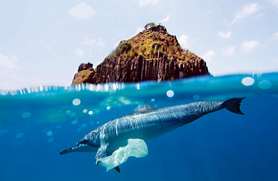 Plastic waste overwhelmingly dominates the composition of marine debris and is clearly taking a toll on species such as this dolphin.