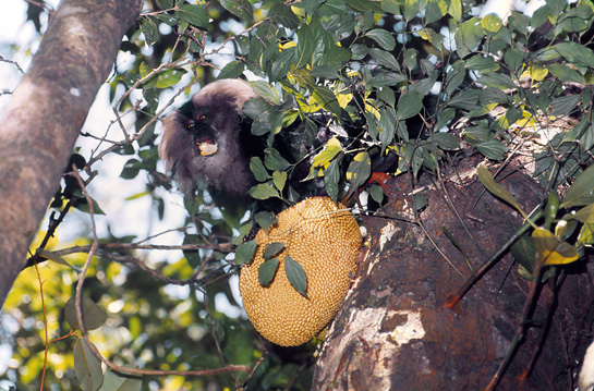 John Oates visited Kalakad in 1975 on Steven Green's invitation. This is his image of a lion-tailed macaque feeding on a jackfruit.