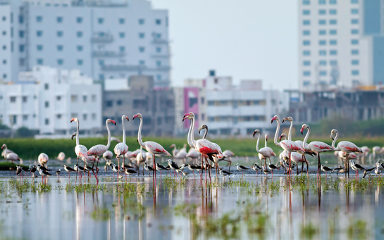 Restoring Chennai's wetlands is among the nine initatives outlined by The Nature Conservancy to complement the extensive conservation work being undertaken by India's civil society, government and businesses.