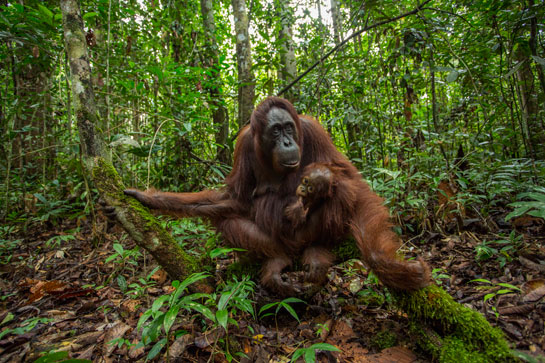 A mother Orangutan holds its baby close in the rainforest of Borneo.