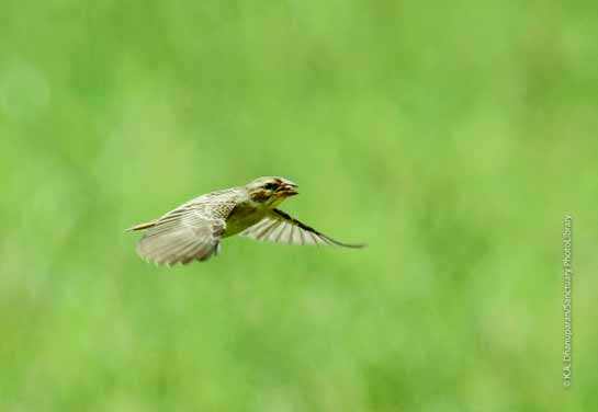 A Baya Weaver near a wetland in Vettaikaranpudur.