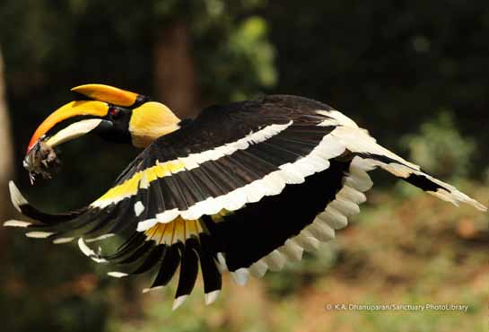 A Great Pied Hornbill with a bird in its beak at Valparai in Coimbatore district.
