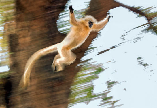 Gee's golden langur
