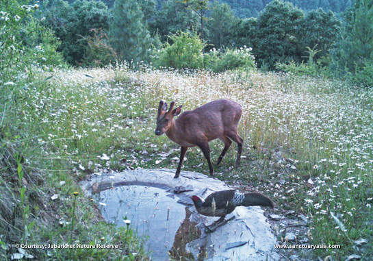 A barking deer and Khalij Pheasant slake their thirst at a waterhole.