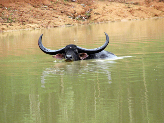 Kalia, one of the free ranging males of the Udanti-Sitanadi Tiger Reserve, takes a swim. The Asiatic wild buffalo is endemic to the Indian subcontinent and Southeast Asia.