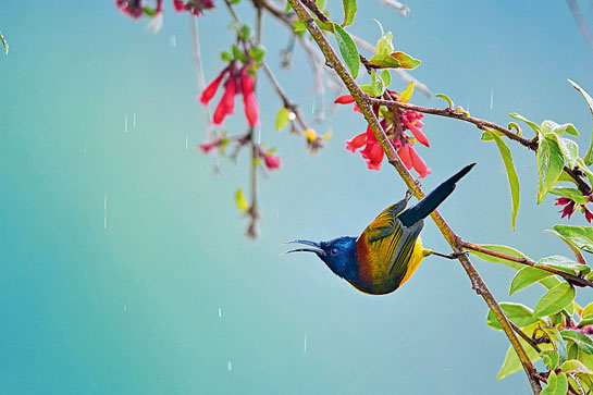 Sunbirds such as this Green-tailed Sunbird can be great marketeers for avian tourism in India, akin to hummingbirds for Colombia.