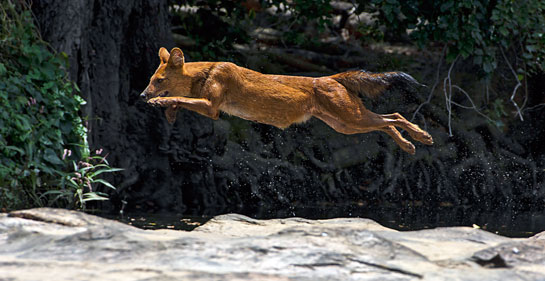 Dhole