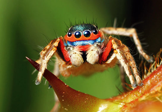 Jumping spider