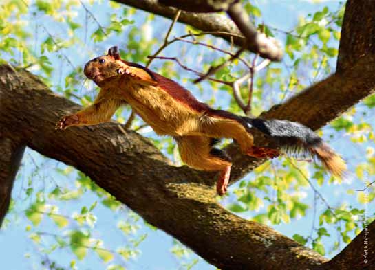 Indian giant squirrel