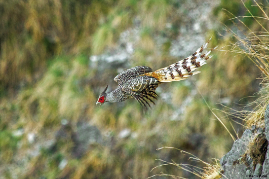 Partial to successional grasslands, Cheer Pheasants can be identified by their long crests and striking red facial skin.