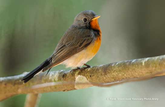 Kashmir Flycatcher
