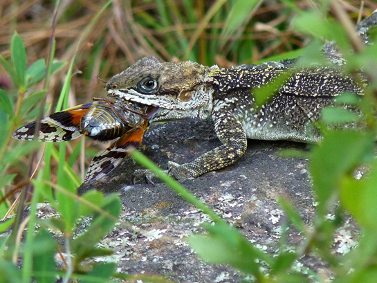 The author observed this Kashmir rock agama for 20 minutes, as it put up a spectacular show of hunting down its morning meal of a cicada.