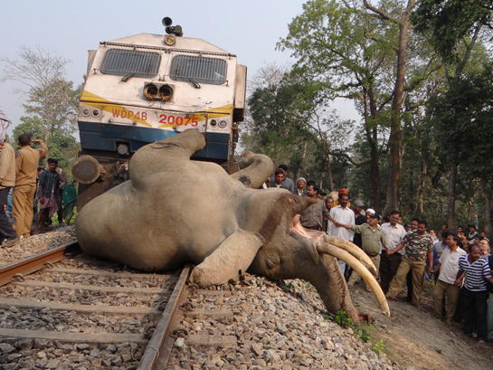 Elephant rail kill Damanpur Buxa Tiger reserve.