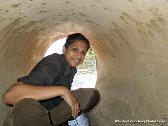 Kids for Tigers alumni, Keerthi Krutha believes all conservation must be grounded in hard science. She divides her time between the field and the lab, and asserts that she will forever remain an eager student of nature.