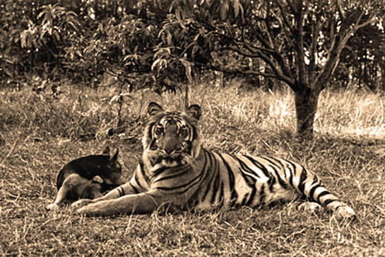 The tigress Khairi, whom the late Saroj Raj Choudhury, first Field Director of the Similipal Tiger Reserve, raised to maturity.