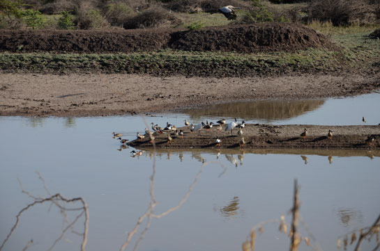 Over the past few months, a decrease in bird population has been observed in Khijadiya.