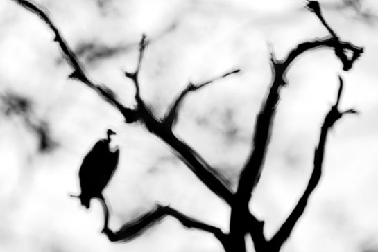 Ganesh's mind's eye-view of a King Vulture translated into this image.
