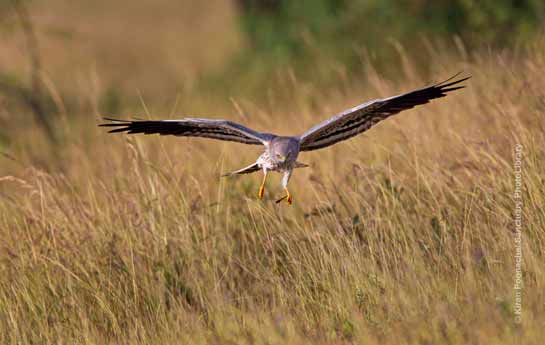 Montagu's Harrier