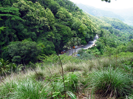 The proposed location for a wildlife overpass within the Kottavasal corridor on the interstate boundary between Kerala and Tamil Nadu.