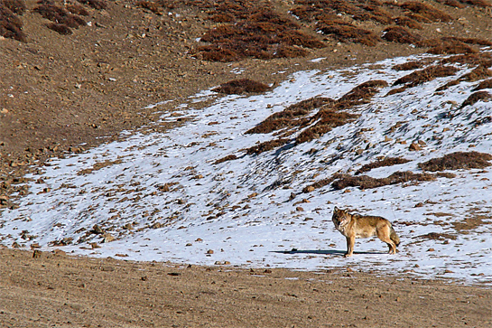 Spotting a wolf in the snowy landscape of Spiti is akin to finding a needle in a haystack, as the author's experience was to prove.