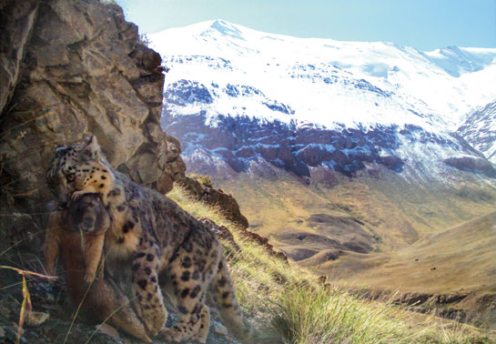 A wild snow leopard shortly after it caught a marmot in the Sarychat Ertash State Nature Reserve, Kyrgyzstan. Marmots contribute to a small part of the cat's diet in many parts of its range, particularly during the summer.