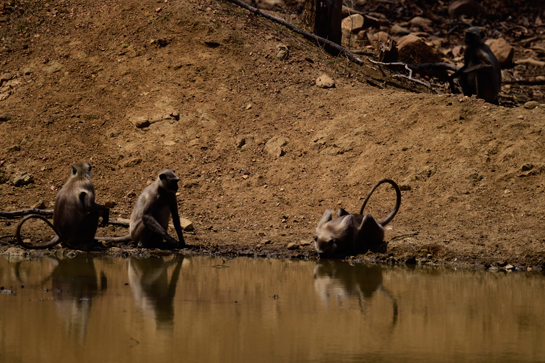 The troop of langurs comes down to the waterhole to slake their thirst.