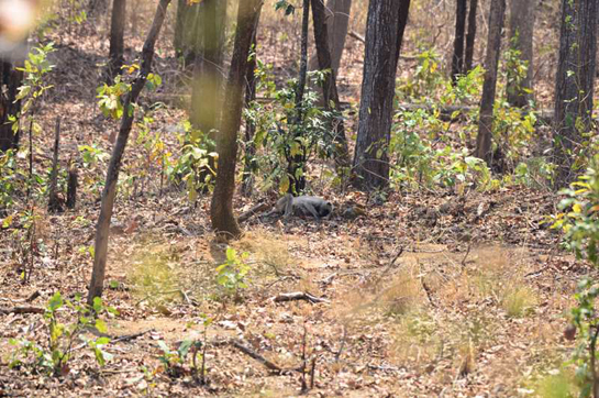 A langur keels over, shortly after drinking water from &acirc;Bhalu Nala'.