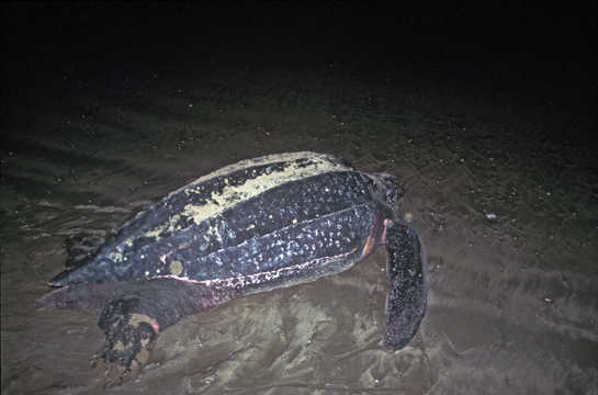 Complex anthropogenic pressures in the form of tourism, cargo ships, expanding military activity and sundry land use changes threaten the island's irreplaceable biodiversity. The Great Nicobar Island's beaches are the breeding grounds of leatherback turtles, which start out the same size as most other sea turtles, but end up to become the largest turtles in the world.